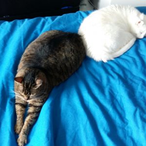 Cats Vitamins Supplements