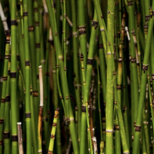 Horsetail