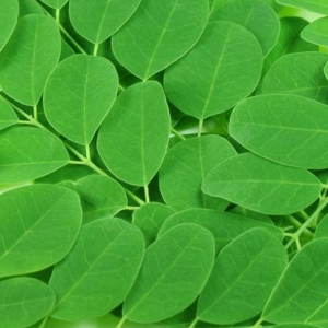 Moringa