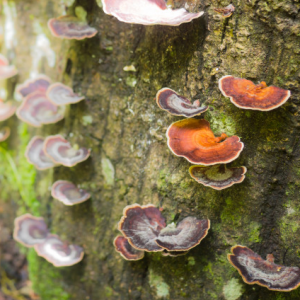 mushrooms