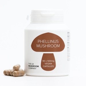 Phellinus Mushroom Phellinus Mushroom